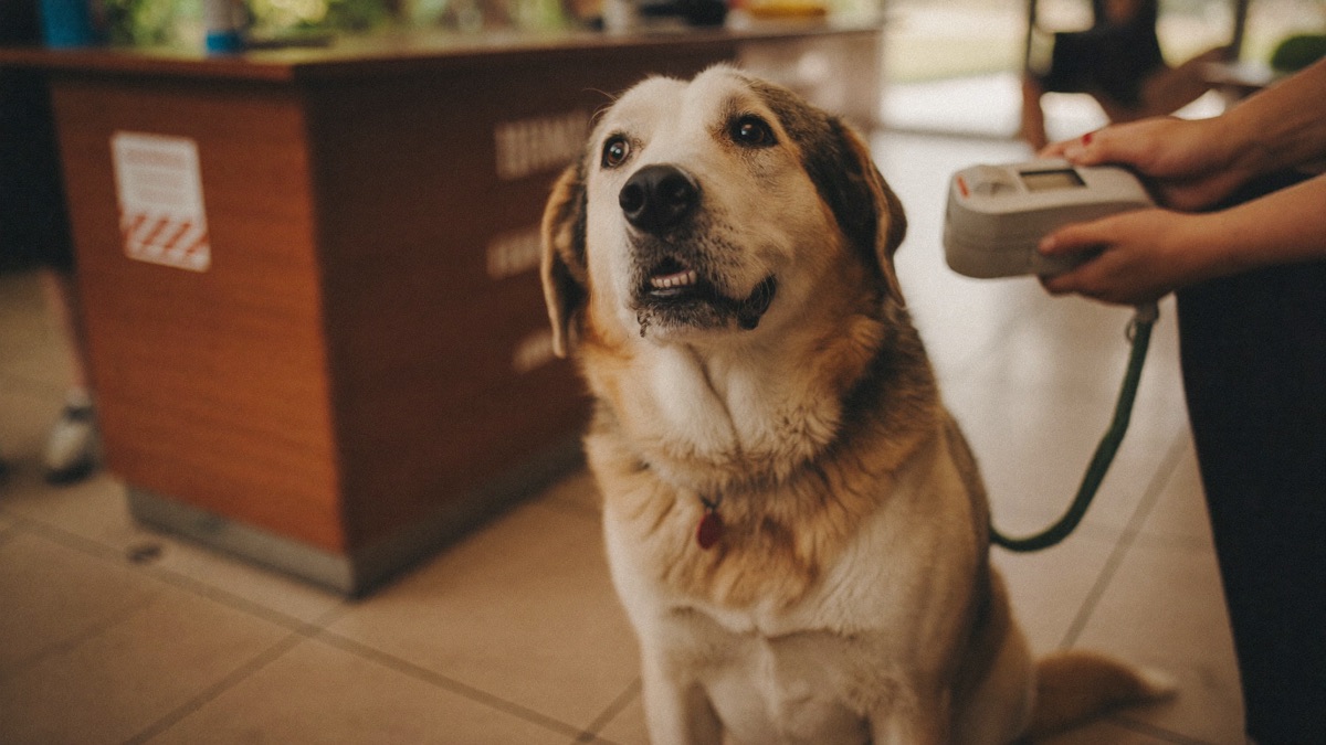 A scan at any vet or shelter takes seconds — the chip number leads straight back to your registration