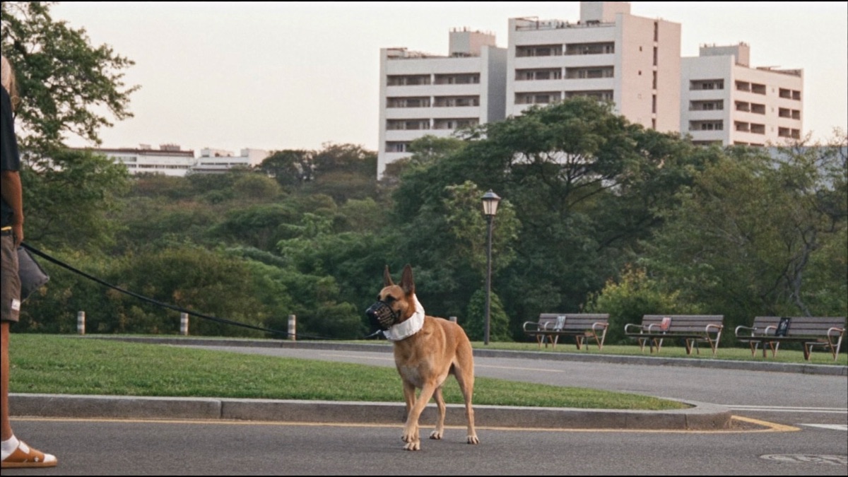 A basket muzzle on an evening walk: pant room, treat gaps, and nobody's day ruined