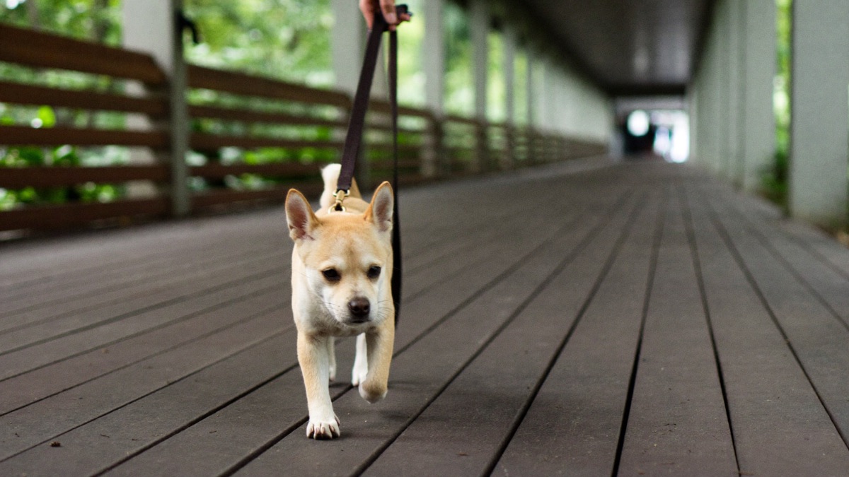 Lead-only toilet walks for the first week — short, slow and close to home