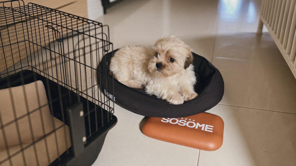 A tiled, easy-clean puppy zone with pen, crate, water and pad keeps the first weeks calm