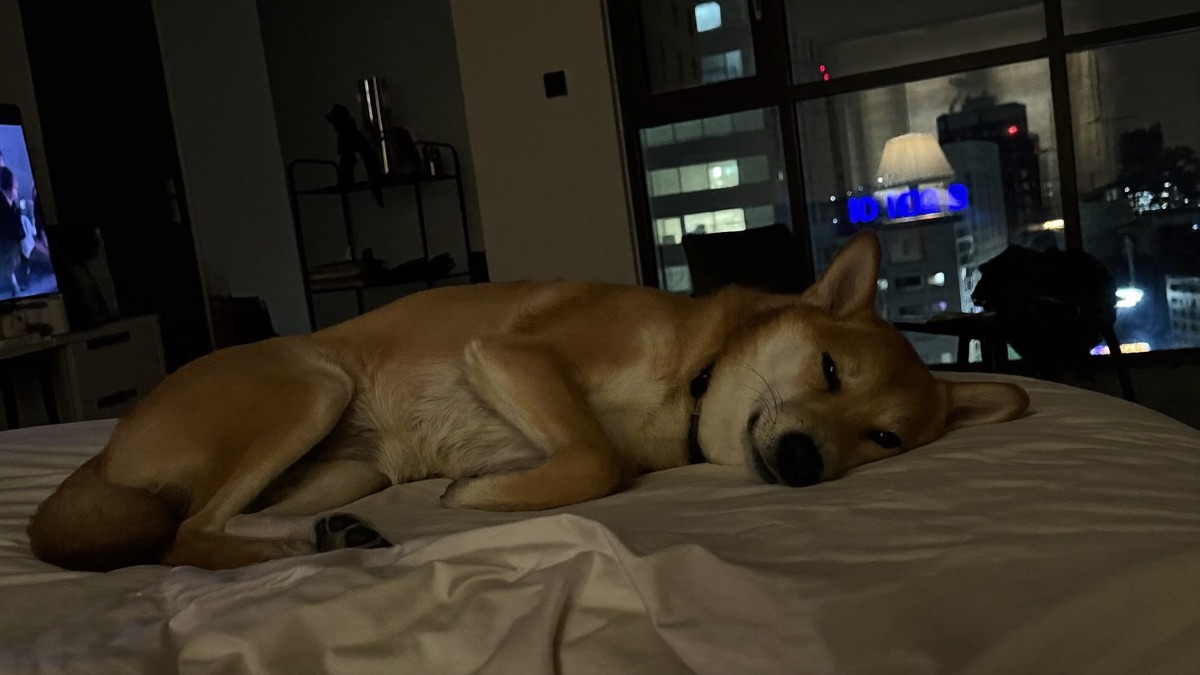 Dog Barking at Night: Solving the 2am Mystery