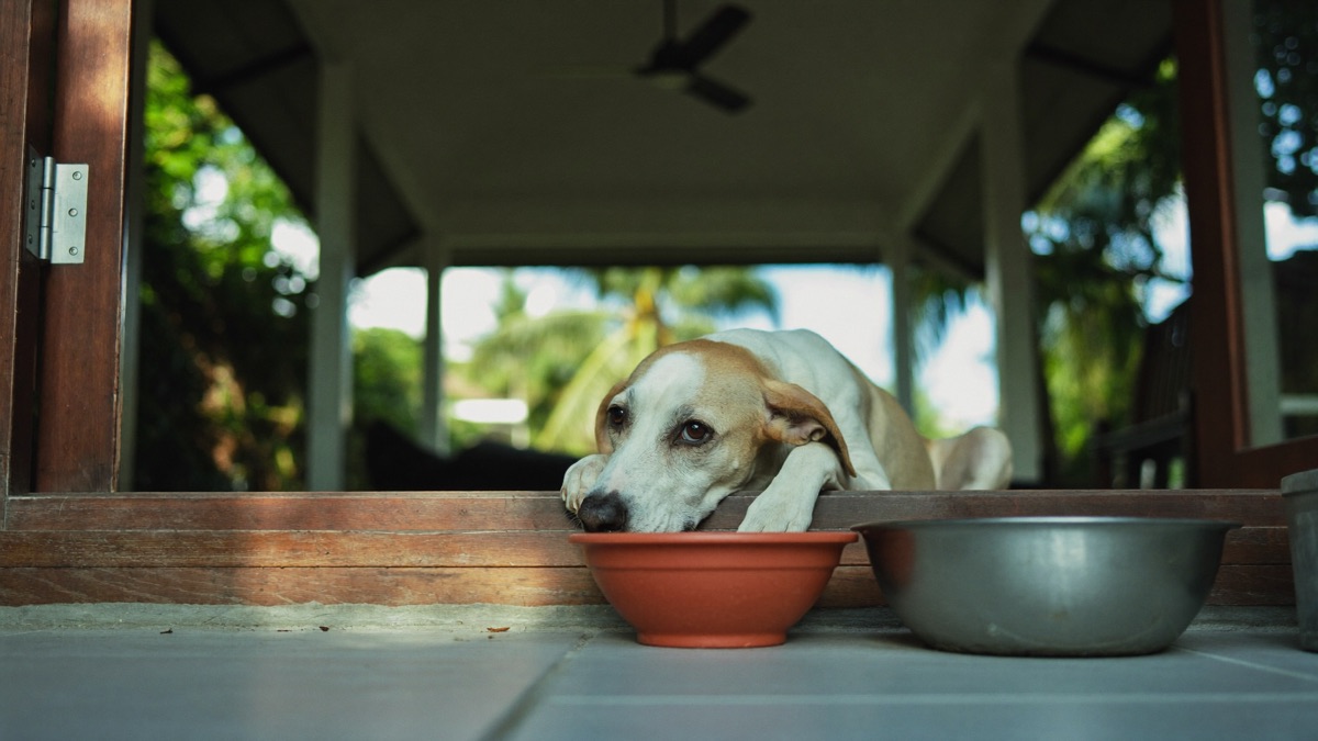 In a climate that never changes, a bowl that suddenly needs refilling twice as often is data, not weather