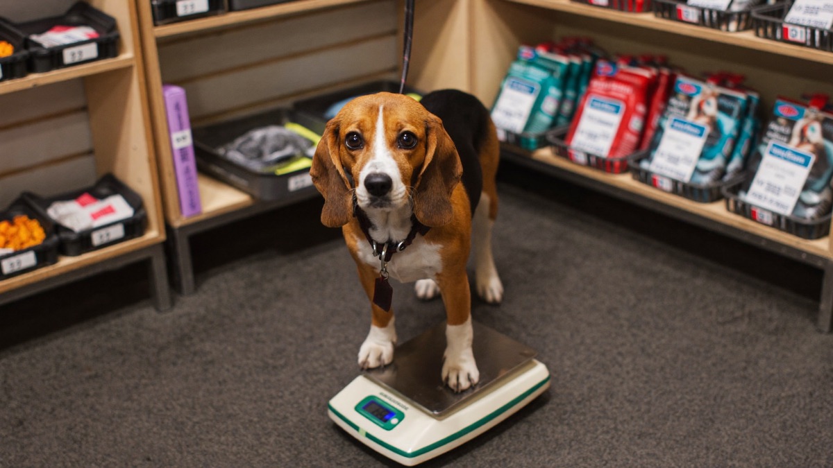 Monthly weigh-ins at the clinic scale take thirty seconds and catch what your eyes can't