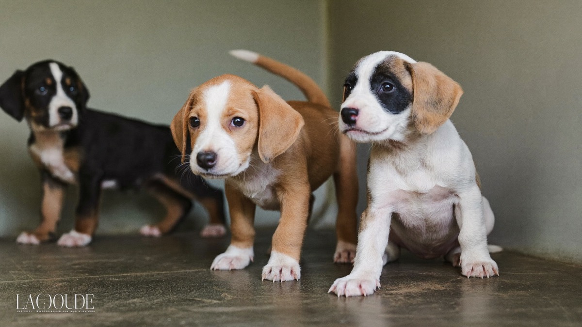 Shelters rehome puppies and young dogs for a fraction of shop prices