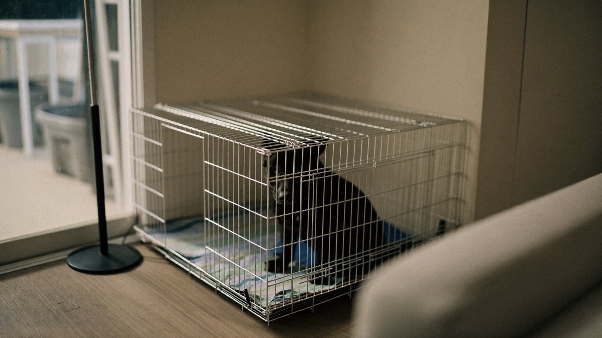 A wire crate in a shaded living-room corner: airflow, sight lines and no corridor noise