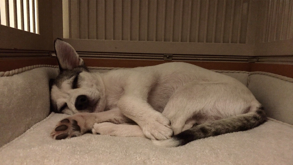 One boring scheduled toilet trip in the small hours, then straight back to bed