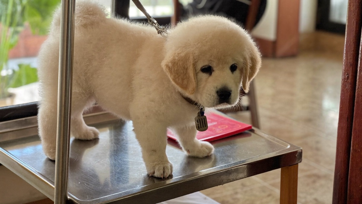 Deworming tablets are dosed on the clinic scale — puppies outgrow their dose within weeks