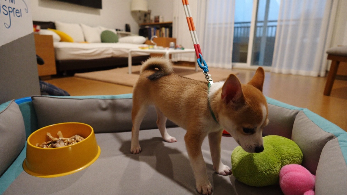 First night home: a new puppy settling into a Singapore flat