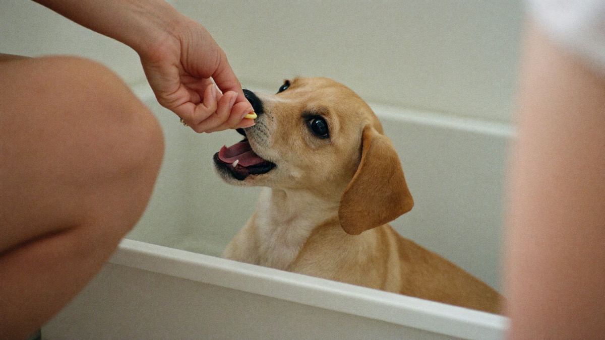 Toilet after every meal, nap and play — reward within two seconds, at the spot
