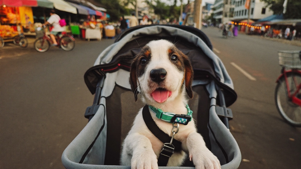 Carried socialisation: seeing the neighbourhood safely before the vaccine series is finished