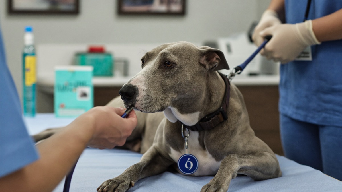 Twice-yearly exams catch kidney, thyroid and dental disease while they're still cheap to treat