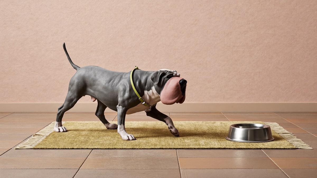 Rugs on tile, ramps to sofas and a supportive bed keep an old dog moving safely