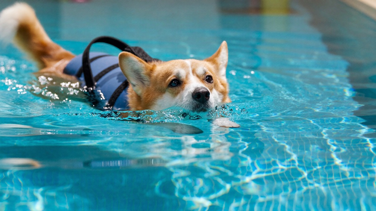 Water carries the weight so old joints don't have to — muscles work hard while the load stays light