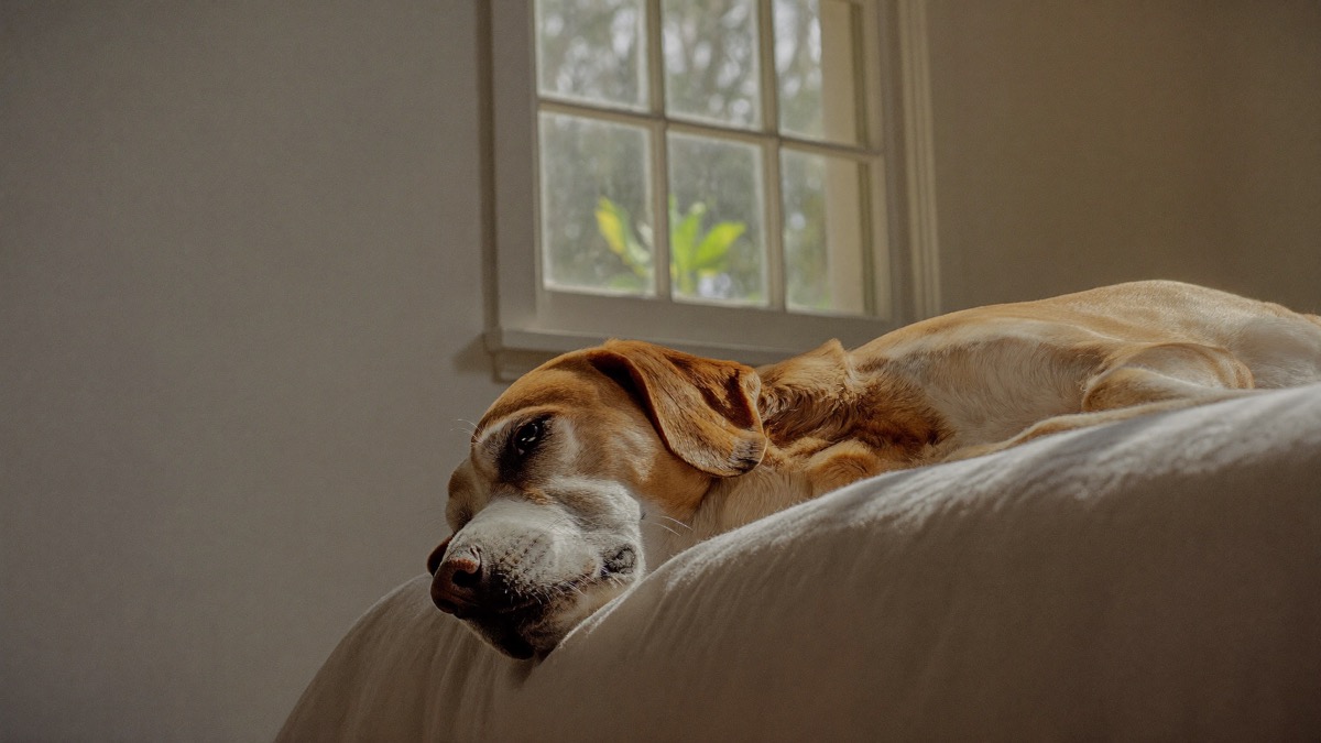 Most dogs want proximity and warmth, not isolation, at the end