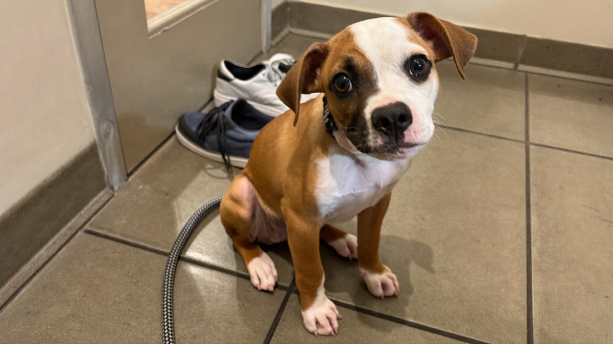 Submissive Urination in Dogs: The Greeting Piddle Explained