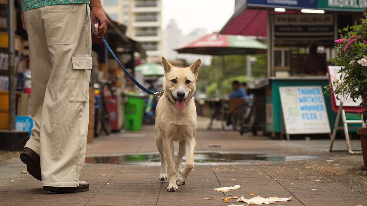 Leave-it in the wild: walking calmly past food scraps outside a hawker centre