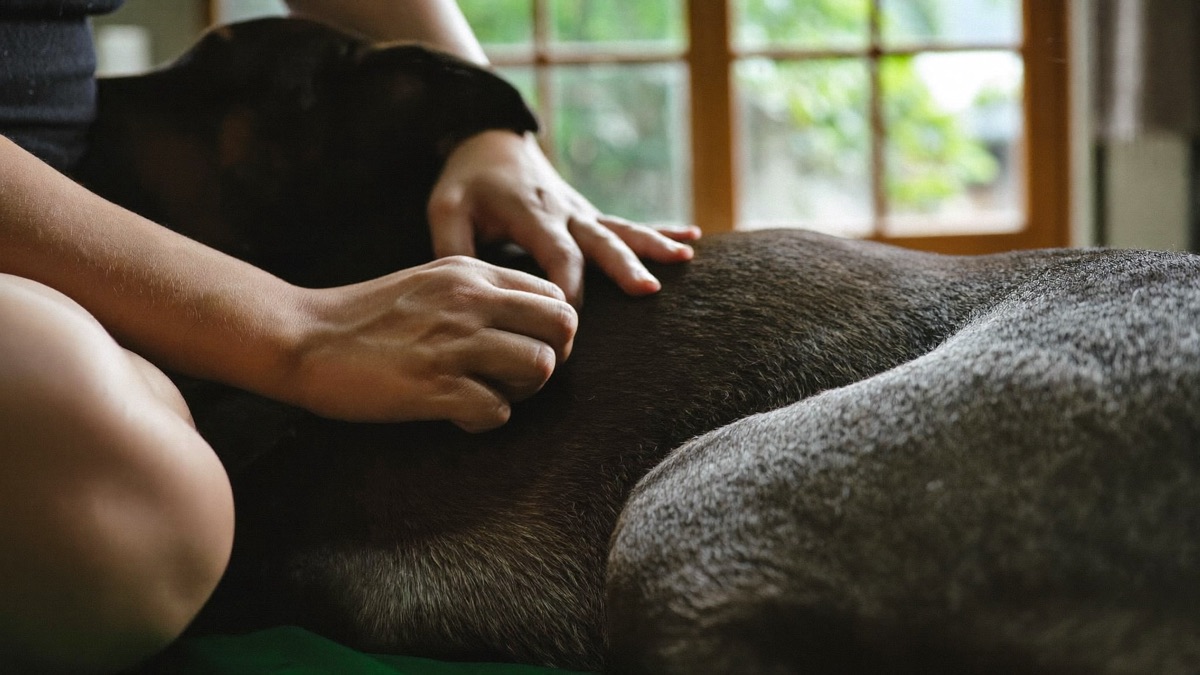 A hands-on tick check after every outing — ears, toes, armpits, groin — catches what products miss