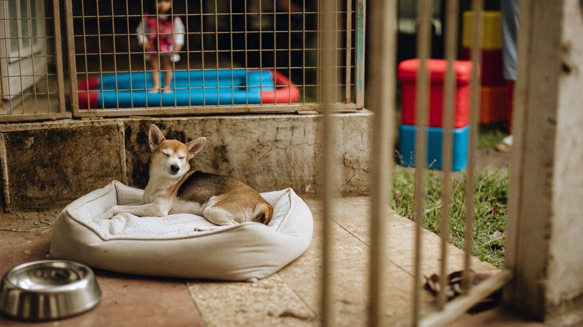 Off-duty and unreachable: the dog's gated corner is always open for a tactical retreat