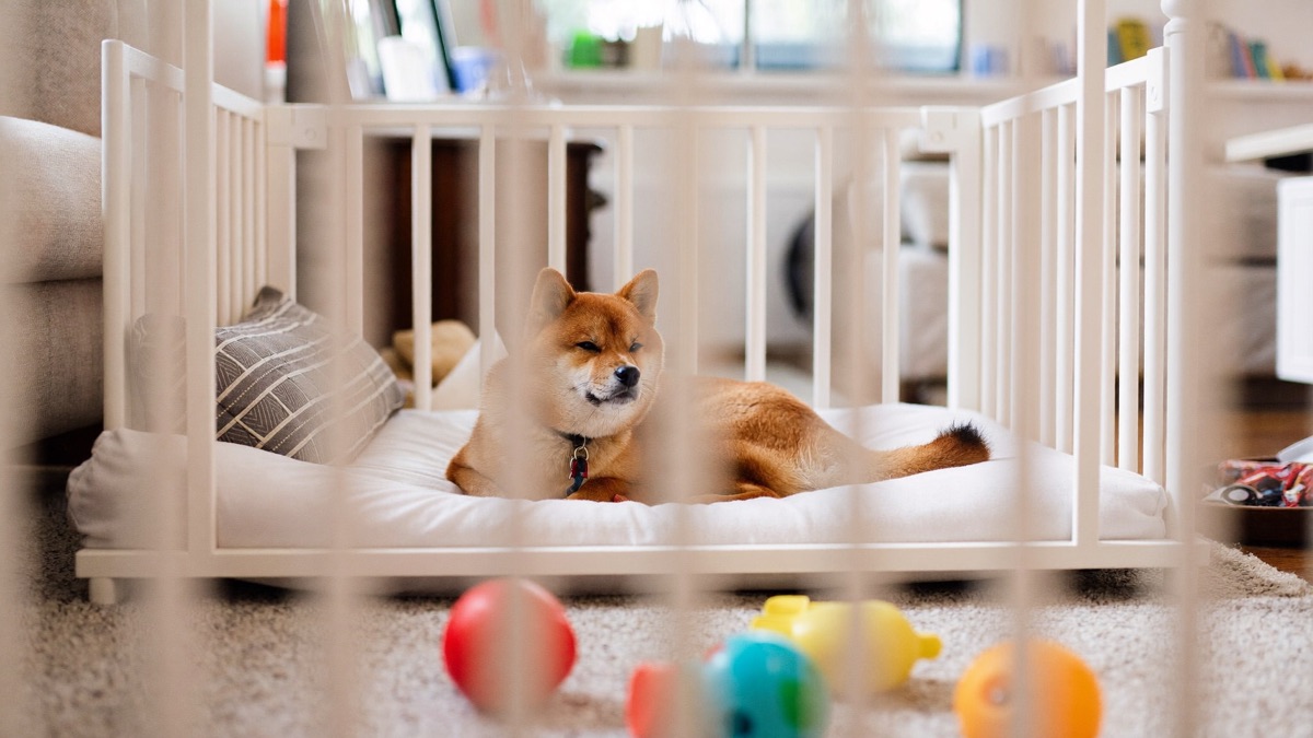 Toddlers and Dogs: Making the Highest-Risk Pairing Safe at Home