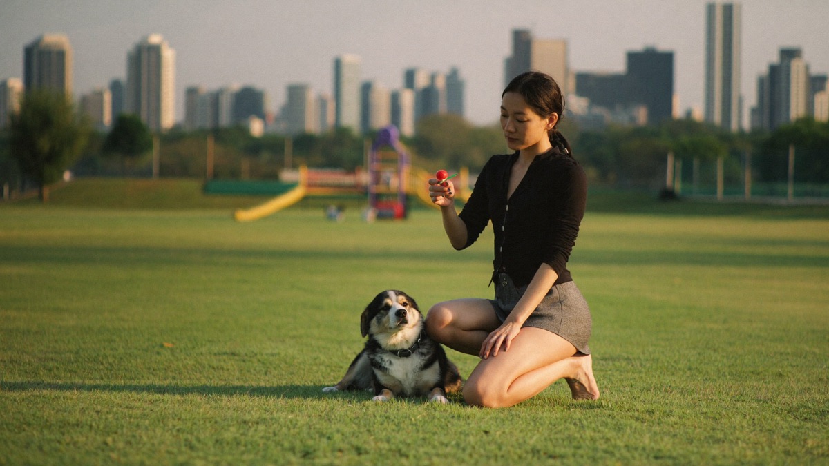 Gradual wins: a wide, calm distance from the scary thing is a training session, not an avoidance failure