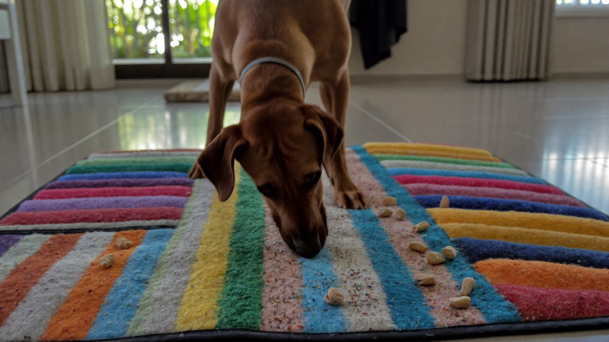 Sniff-and-forage games give tropical flat dogs the digging payoff without the mess