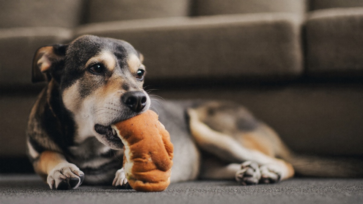 Redirect to a chew or lick mat before the licking starts