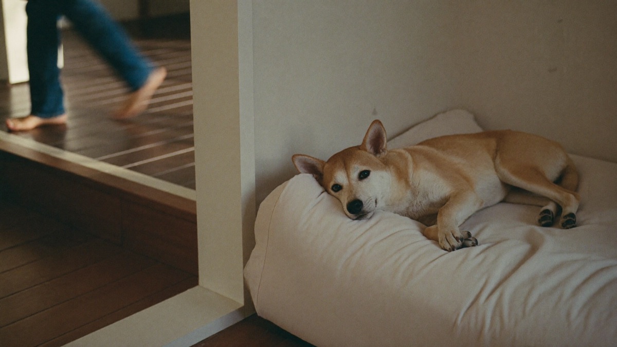 In daily HDB life, most growls are about space: a resting dog, an approaching hand, a corridor that feels too narrow