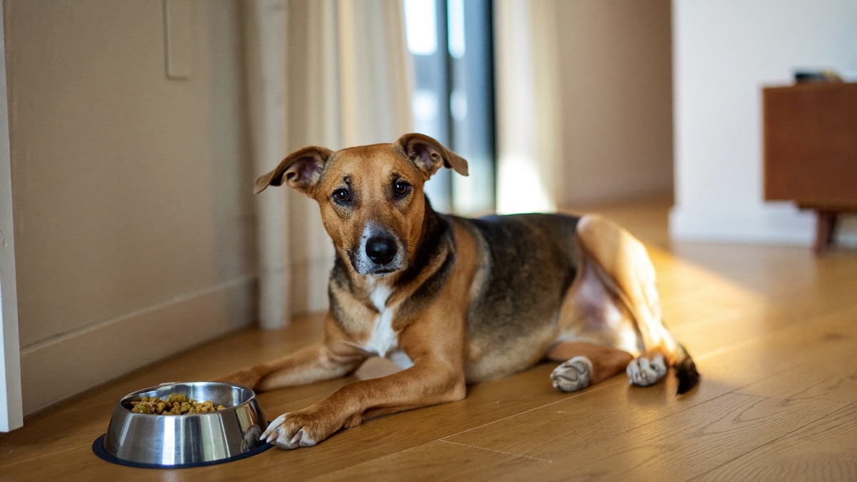 Why Do Dogs Growl? The Growl Is a Gift — Never Punish It