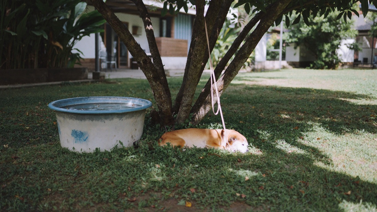 Shade, rest and fresh water are what normal panting needs to switch off
