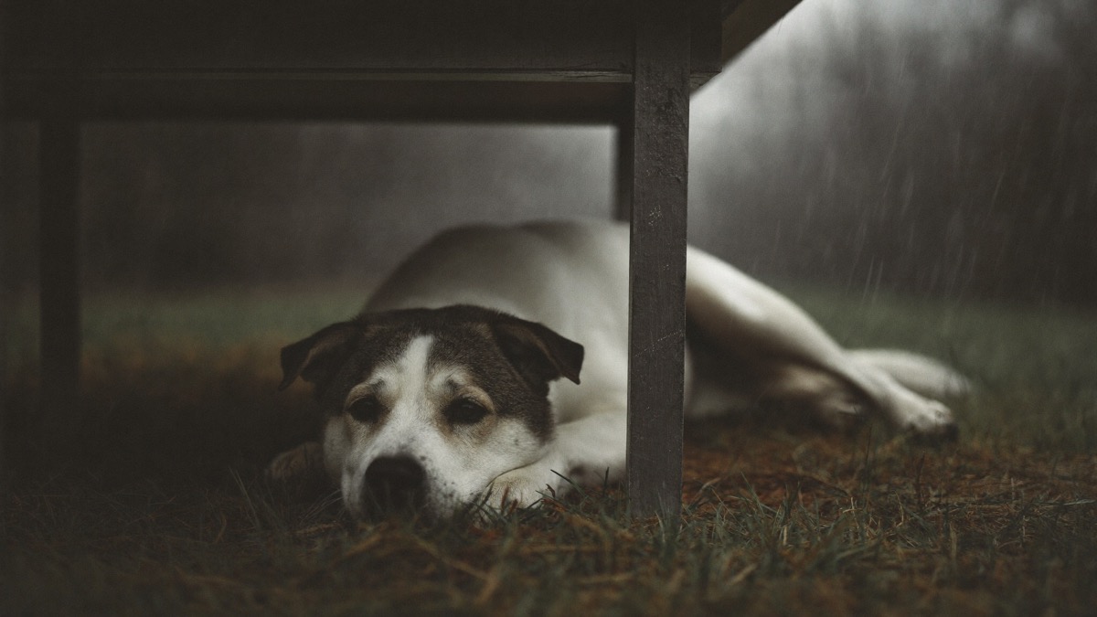 Trembling with hiding and panting during storms is fear — comforting doesn't reinforce it