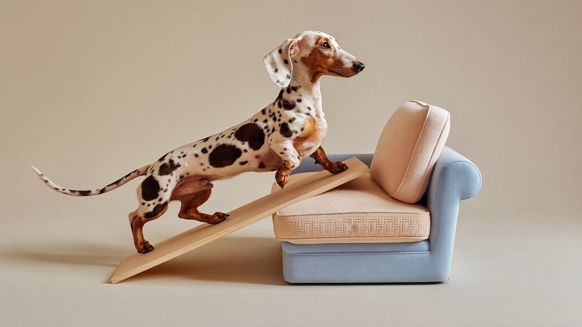 One in four dachshunds gets back disease — ramps and no jumping protect that long spine