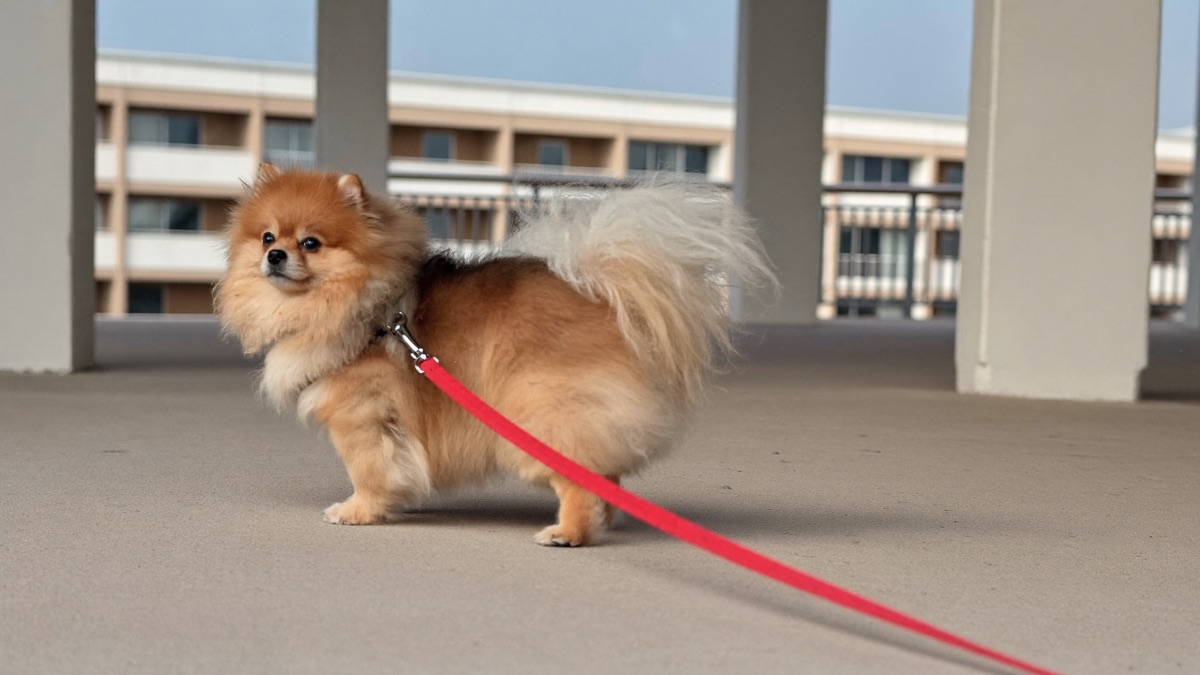 A pomeranian out and about in Singapore