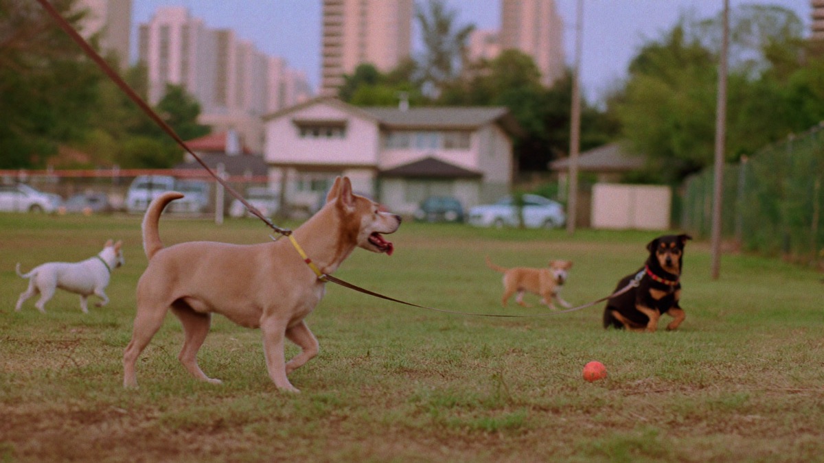 Toy poodles, shih tzus and Malteses lead by the numbers at any local dog run