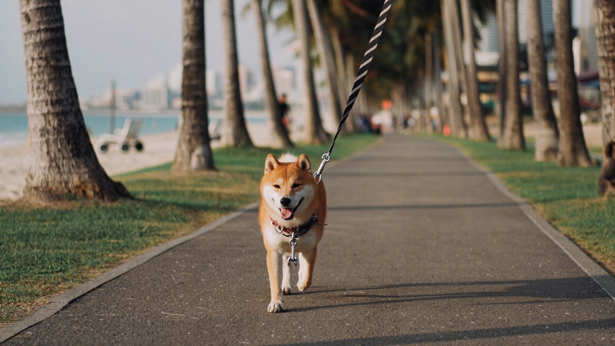 A shiba inu out and about in Singapore